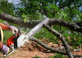 Reliable Hustisford, WI Tree Services Solutions
