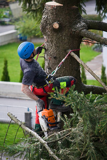 Best Tree Health Inspection  in Hustisford, WI