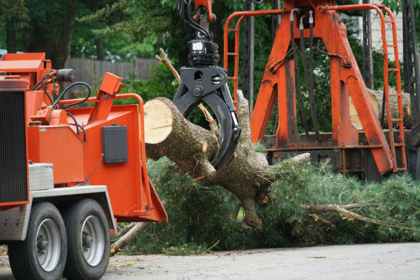 Best Lawn Renovation and Restoration  in Hustisford, WI