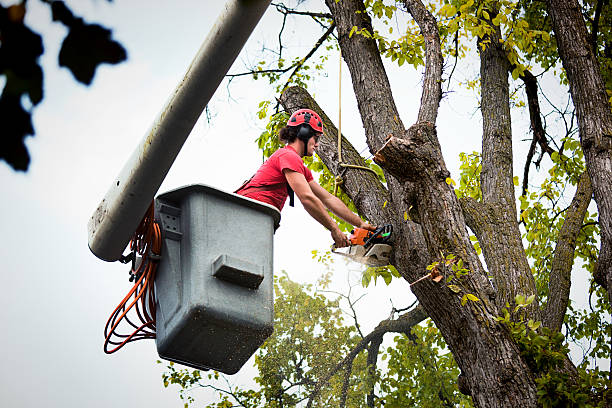 Best Tree Risk Assessment  in Hustisford, WI